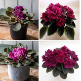 African Violets Live Plant 4-8 Inches Tall, 4 Inch Pot, African Violets Plants Live, Flowering Houseplant for Planting (Bright Magenta African Violets)