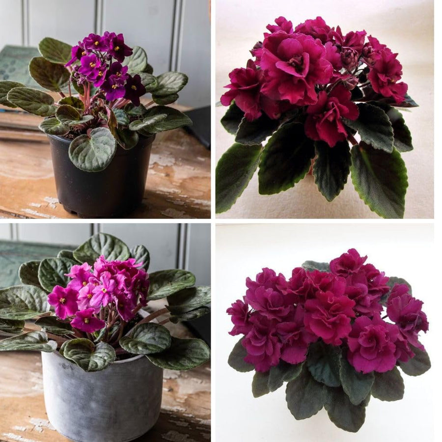 African Violets Live Plant 4-8 Inches Tall, 4 Inch Pot, African Violets Plants Live, Flowering Houseplant for Planting (Bright Magenta African Violets)
