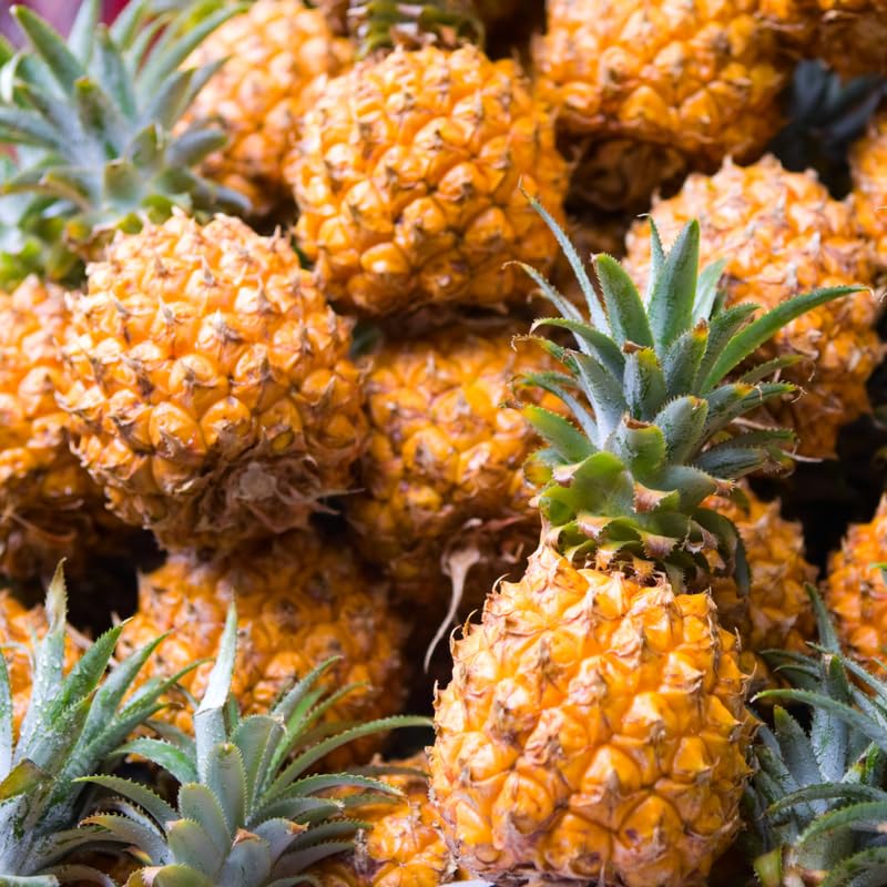 4 Gold Pineapple Plants Live to Grow 5 to 8 Inch Height, Edible Pineapple Fruit Seedlings, Sweet Pineapple Well Rooted