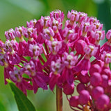 3 Live Milkweed Plants, Pink Asclepias Tuberosa Plant, Butterfly Milkweed Plants Live for Growing Indoor Outdoor