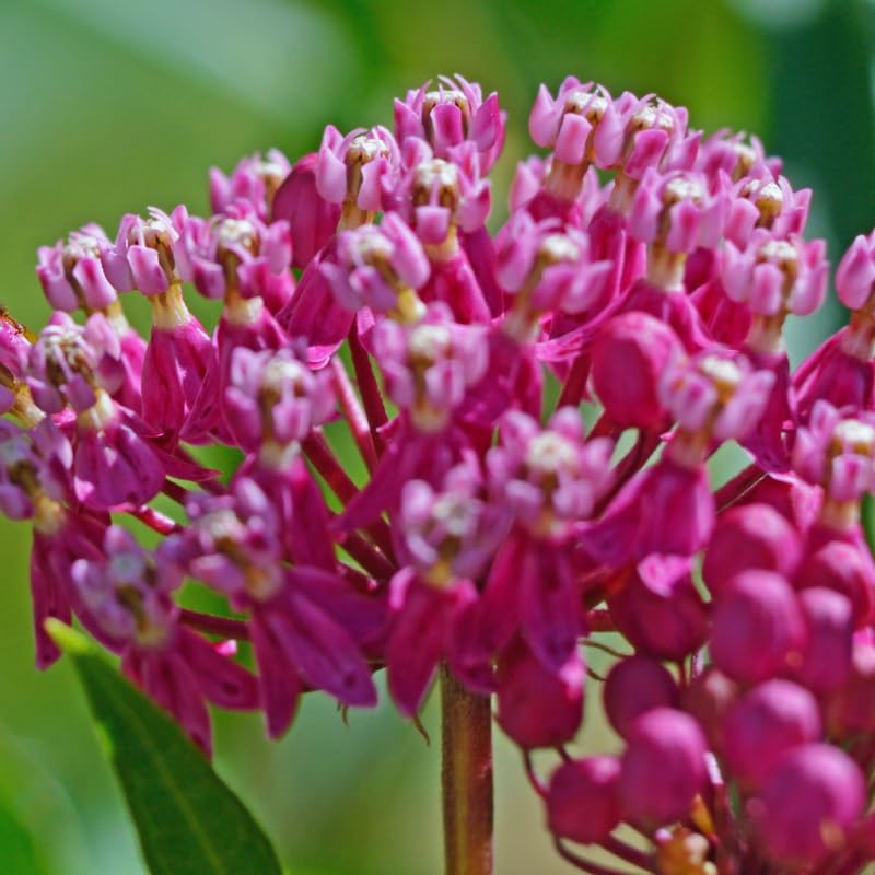 3 Live Milkweed Plants, Pink Asclepias Tuberosa Plant, Butterfly Milkweed Plants Live for Growing Indoor Outdoor