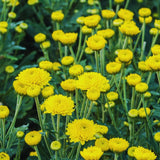 2 Yellow Chrysanthemum Plants Live, 5 Inches and 7 Inches Tall, Mums Plant Live for Outside, Mum Live Plant