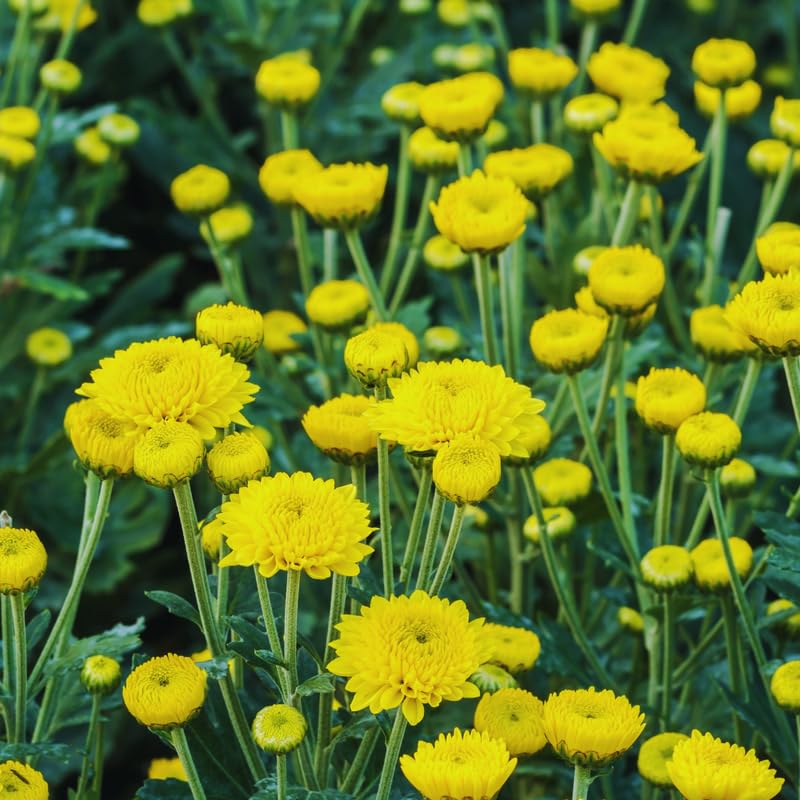 2 Yellow Chrysanthemum Plants Live, 5 Inches and 7 Inches Tall, Mums Plant Live for Outside, Mum Live Plant