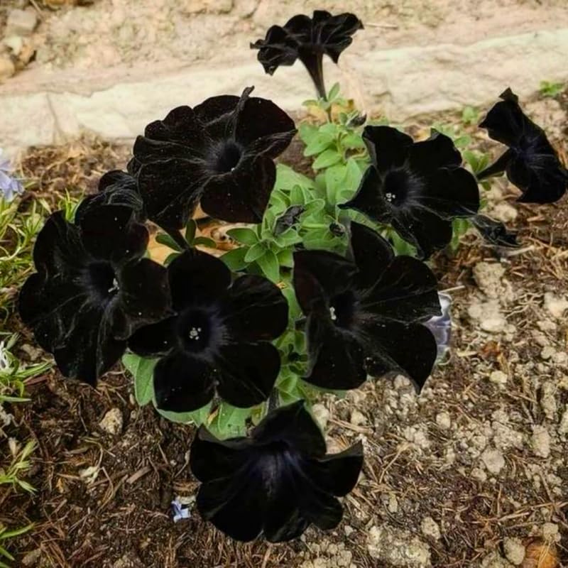 Black Petunia Plants for Planting, Ready to Grow Petunia Flowers, Vibrant Black Flowers, 2 Pots 3-5 Inches