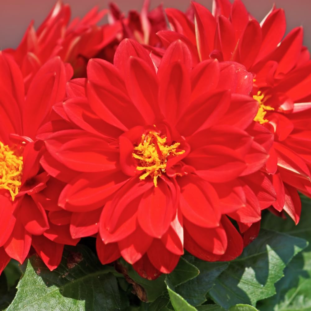 Dahlia Tuber for Planting, Red Dahlia Flower for Summer Blooms, Large and Vibrant Flowers, Suited for Zones 8 to 11