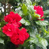 Red Rose of Sharon Plant in Quart Pot, Hardy Hibiscus Flowering Shrub, Vibrant Outdoor Althea Plants, Fast-Growing Perennial