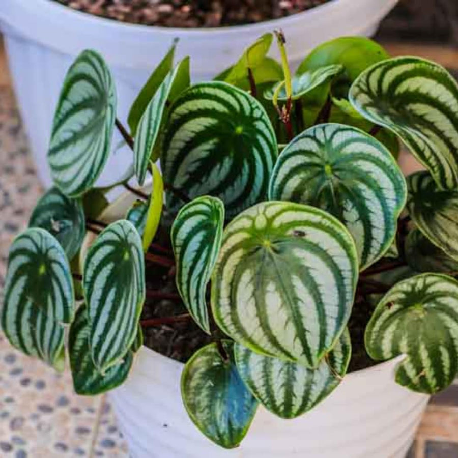 Peperomia Live Plant in 4" Pot, Easy-Care Indoor Trailing Houseplant Succulent Live (Watermelon Peperomia)