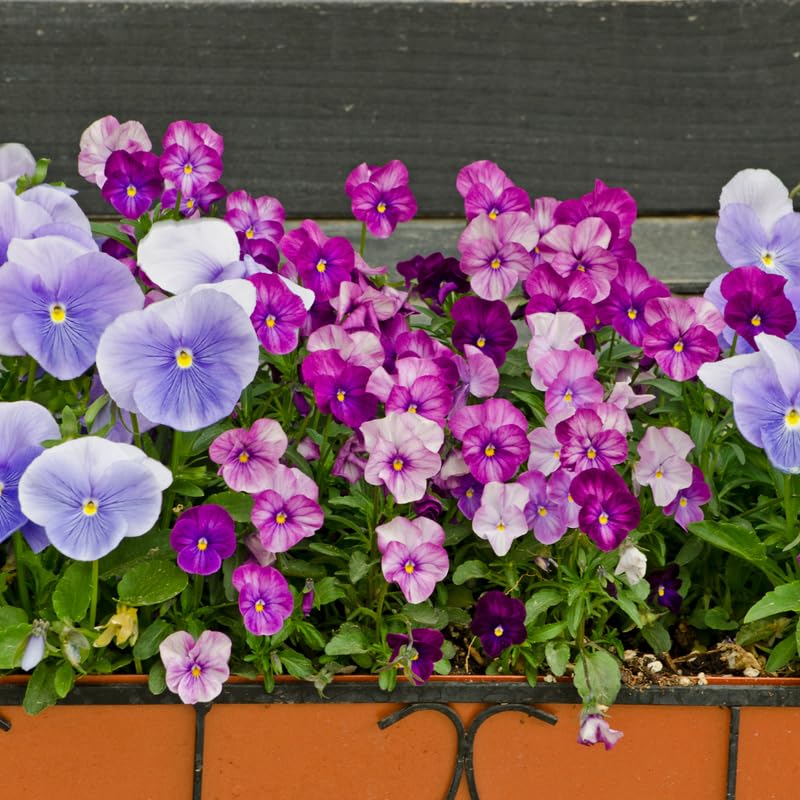 Set 3 Mix Pansy Plants, Hardy Cool-Season Annuals, Vibrant Pansy Ready to Grow Indoor Outdoor 3-5 Inches
