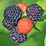 Black Raspberry Plant Live for Planting, Potted 20-30 Inc Height, Black Raspberry Bushes Live Plant, Raspberry Fruit Trees