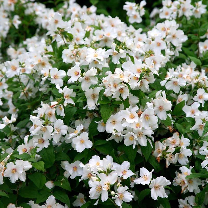 Mock Orange Shrub Live Plant, Gallon Pot, 10-16" Tall, White Philadelphus Mock Orange Live Plant to Grow