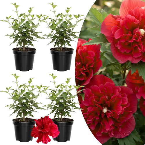 04 Althea Rose of Sharon Plants Live Trees, 1-2 Ft Dormant Bare Roots, Hardy Hibiscus Flowering Shrub, Vibrant Outdoor Spring Planting, Fast-Growing Perennial (Red)