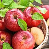Gala Apple Tree Live Plant, Apple Plant Live for Planting, 2-3 Feet Tall, Bareroot Dormant, Live Apple Tree Plant Live, Sweet Apple Fruit Tree Ready to Grow Your Garden