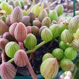 String of Watermelon Live Plant, Trailing Succulent Plants in 2 Inch Pot, String of Watermelon Plant, Easy Indoor Houseplant for Hanging Pots, Indoor Garden