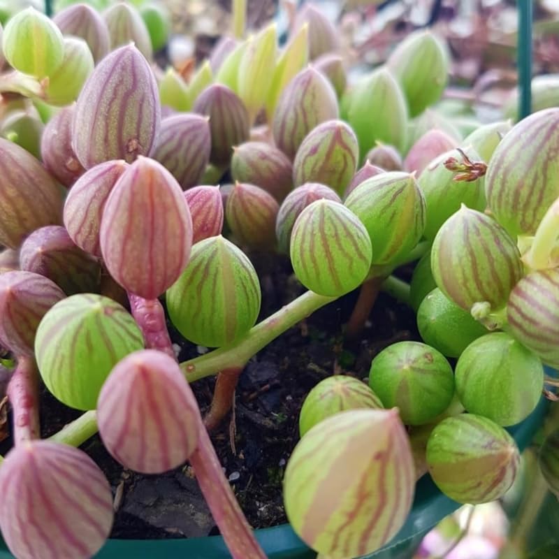 String of Watermelon Live Plant, Trailing Succulent Plants in 2 Inch Pot, String of Watermelon Plant, Easy Indoor Houseplant for Hanging Pots, Indoor Garden