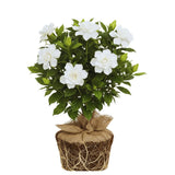 2 Jasmine Plants Live, Jasmine Flower Plant, 5 Inc Long, Annual Blooming Climbing Vine (Frost Proof)