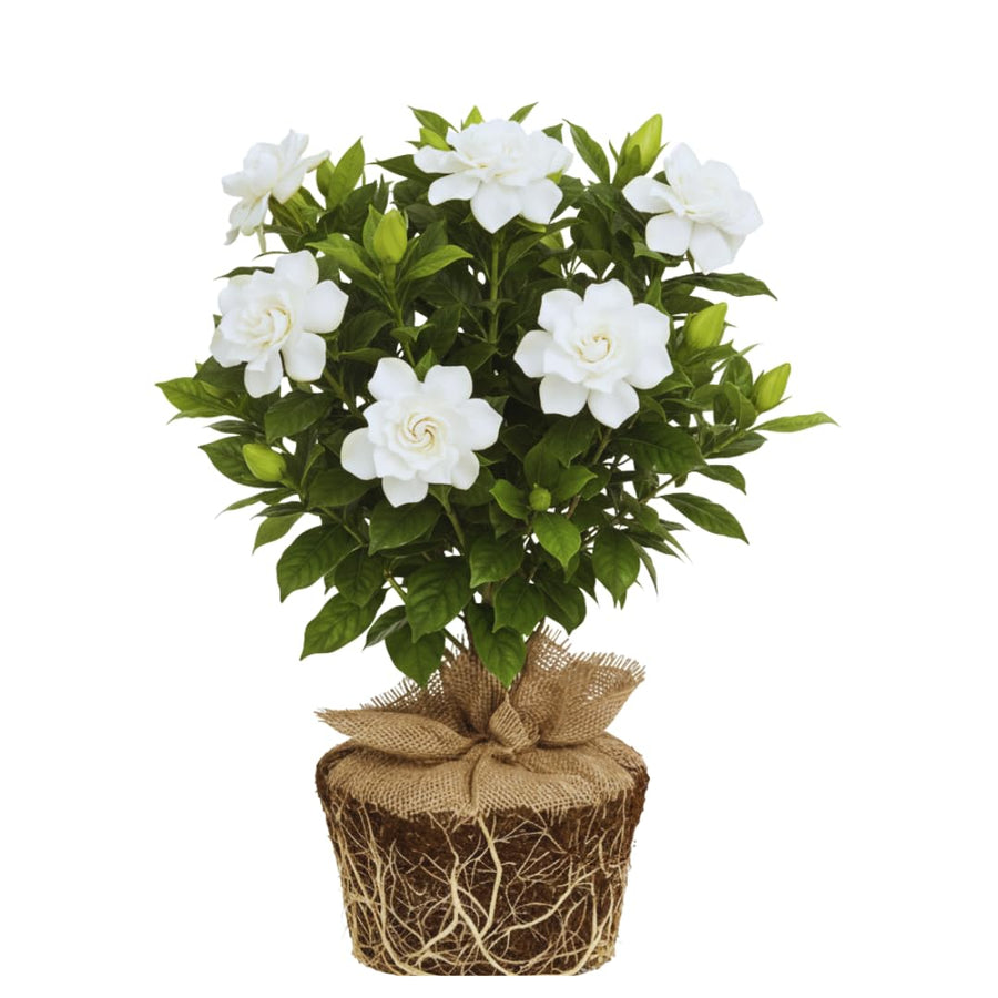 2 Jasmine Plants Live, Jasmine Flower Plant, 5 Inc Long, Annual Blooming Climbing Vine (Frost Proof)