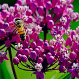 3 Live Milkweed Plants, Pink Asclepias Tuberosa Plant, Butterfly Milkweed Plants Live for Growing Indoor Outdoor