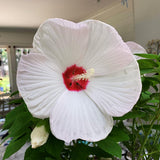 Hardy Hibiscus Plants Live – 12-Inch White Hibiscus Tree, Vibrant Blooms, Easy to Grow, Hibiscus Cutting Back