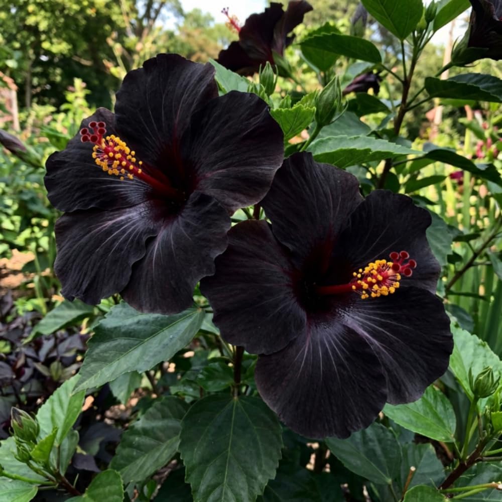 7 Hibiscus Cutting, Well-Rooted Hibiscus Flowers, Tropical Flowering for Indoor Outdoor Planting (Black)
