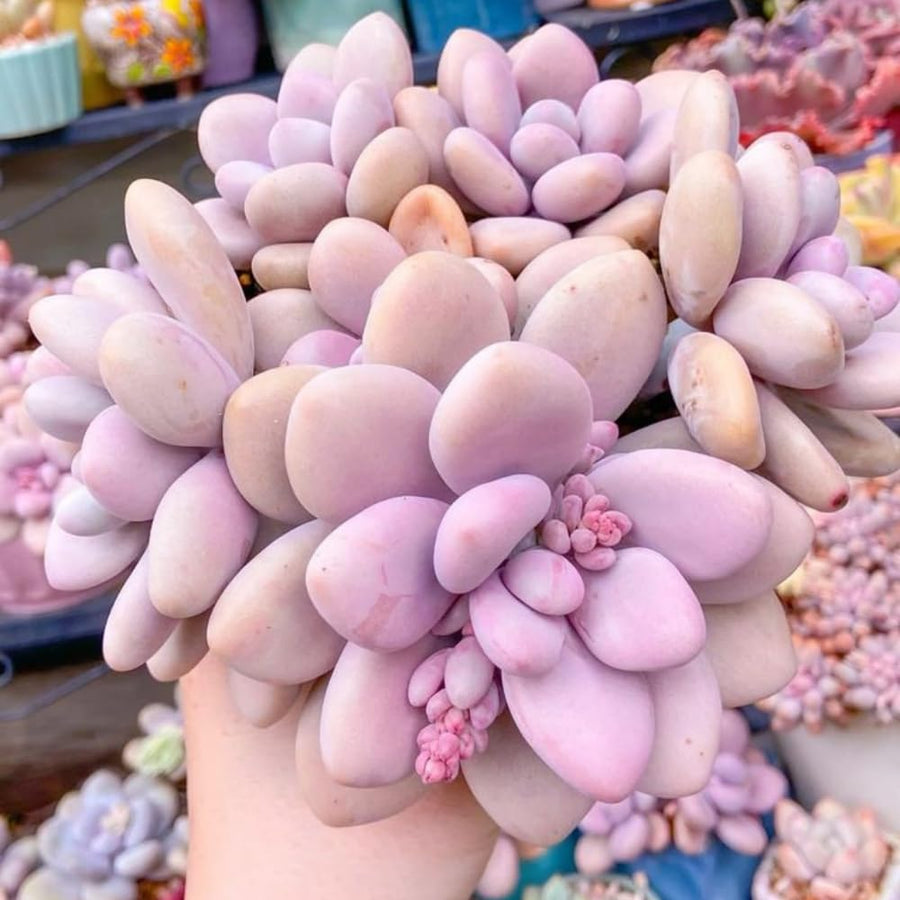 Succulent Plant Live, Live Indoor Outdoor Succulent Plant, 2 Inch Pot, Low-Maintenance Decorative Houseplant (Pink Succulent)