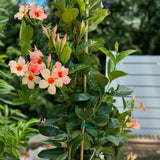 2 Peach Mandevilla Live Plants, Mandevilla Flowering Vines Trellis, 4-9 Inch Tall Plants for Hanging Baskets, Container and Garden Growing