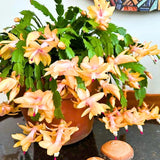 Set 2 Christmas Cactus Plants Live, Hanging Baskets Houseplants, Holiday Cactus Indoor Plants Live Well-Rooted 4-9" Tall, No Pot (Yellow)