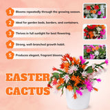 Random Easter Cactus Plant Live, Holiday Blooming Indoor Plants Live Houseplants, Succulents Well-Rooted 5-8" Tall, No Pot