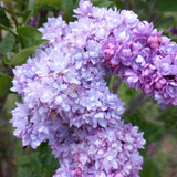 Lavender Lilac Bush Live Tree Plant, 1 Year Old Tree for Planting, 6 to 12 Inches in Tall, Hardy Shrub, Dormant in Winter, Lavender Purple Lilac