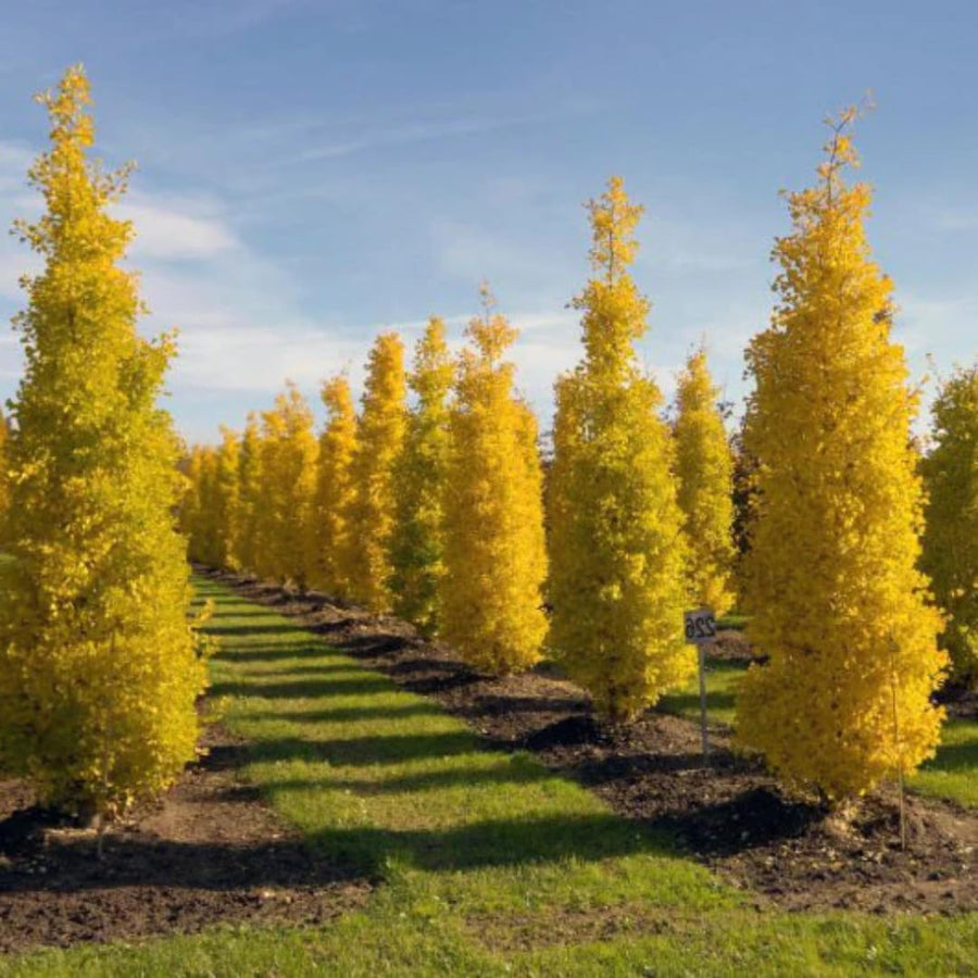 Ginkgo Biloba Tree Live Plant 1 Year Old Seedling, Yellow Maidenhair Tree for Outdoor Planting, 6-10 Inches in Tall in 4" Potted