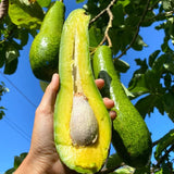 3 Years Old Avocado Tree Live Plant Grafted Air-Layered Ready to Bear Fruit, 3 Ft Cold Hardy Avocados Plant Tropical, Long Neck Avocado