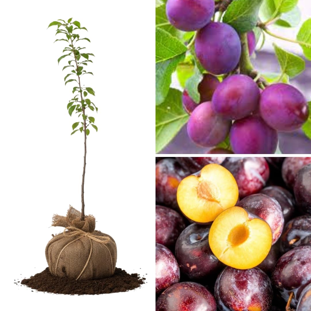 Santa Rosa Plum Tree Live Plant 1-2 Year Old 12-20" Cold Hardy, Live Plum Tree for Planting, Bare Roots and Dormant