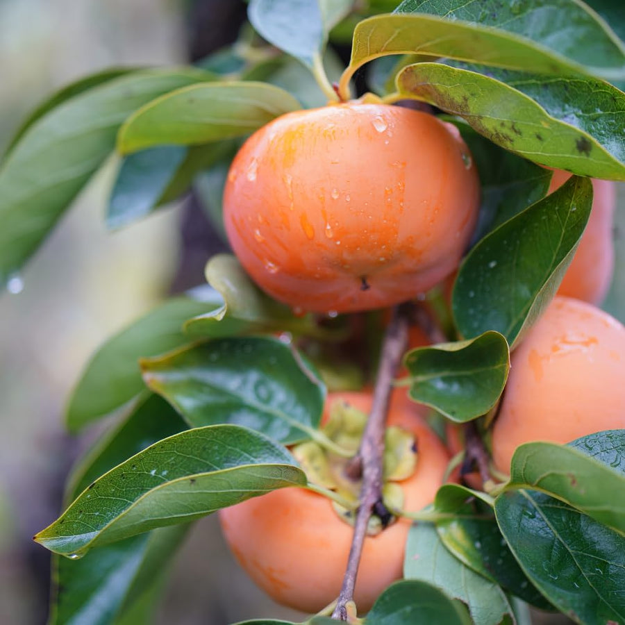 Persimmon Tree Live Plant, Hardy Persimmon Fruit, 6-12 Inches Tall, Outdoor Planting