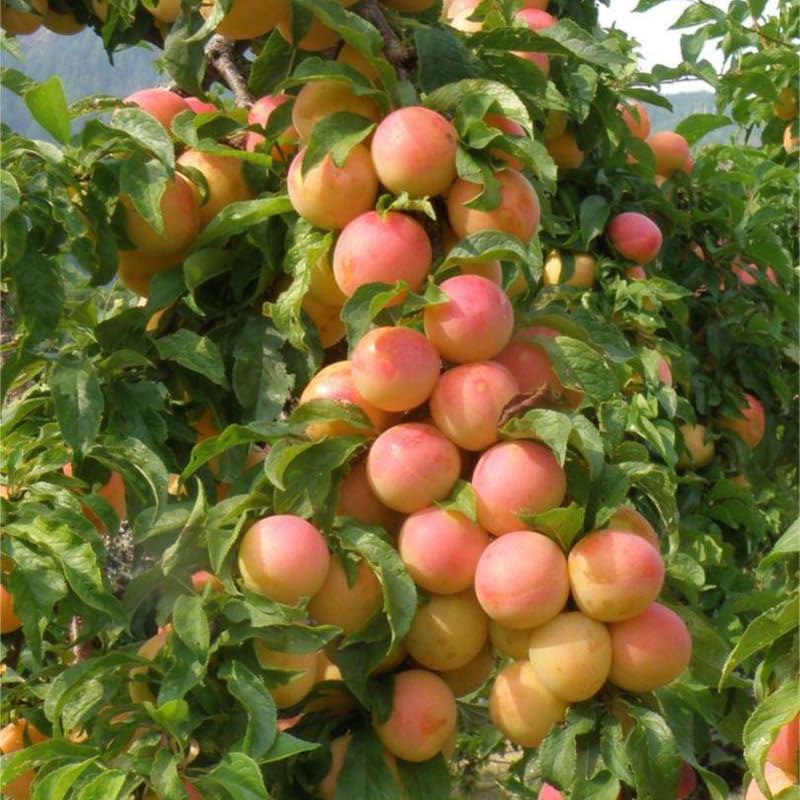 2 American Plum Trees Live Plants, Bareroots 18 to 24 Inch Height, Cold Hardy Plum Plant Live for Planting Outdoors, Live Plum Tree Plant