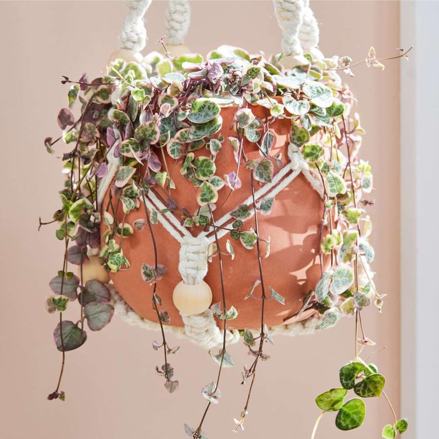 String of Hearts Plant Live, Ceropegia Woodii Variegata, in 4" Pot, Rare Trailing Succulent Vine for Indoor Hanging Pots (Variegated String of Hearts Plant)