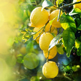 Lemon Tree Live Plant, 3-4 Feet Tall Grafted Citrus Tree, Hardy Yellow Lemon Fruit Tree for Outdoor Planting