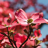Pink Dogwood Tree Live Plant for Planting, 8-14 Inch Tall, Dogwood Live Plant Dogwood Bush, Dogwood Plant Live to Grow Outdoors, in Pot