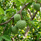Sugar Apple Tree Live Plant, Sugar Apple Plant Live, 4-8 Inc Tall, 4 Inc Pot, Sweet Tropical Fruit Tree for Container and Outdoor Garden