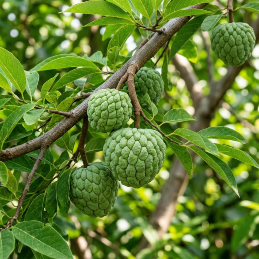 Sugar Apple Tree Live Plant, Sugar Apple Plant Live, 4-8 Inc Tall, 4 Inc Pot, Sweet Tropical Fruit Tree for Container and Outdoor Garden