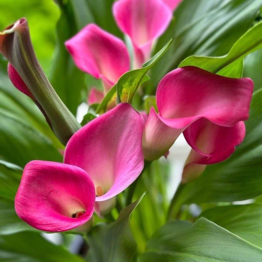 Set 3 Pink Calla Lily Bulbs for Outdoor Planting, Calla Lily Bulbs for Planting, Ornamental Flower Bulbs for Growing