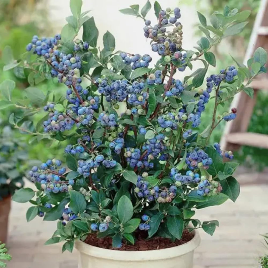 Ready Bear Fruit Blueberry Bushes Live Plant, 2-2.5 Ft Tall, Edible Fruit Bearing Sweet Blueberry Fruit Trees for Outdoor Indoor Planting