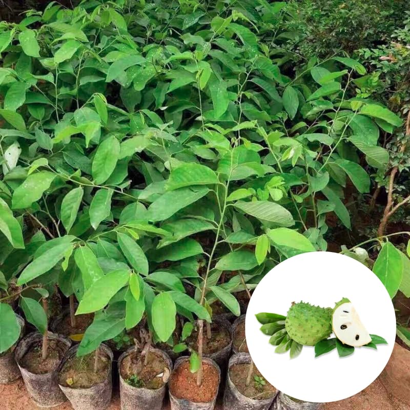 Soursop Tree Live Plant in Half Gallon Pot, Tropical Annona Muricata Guanabana Seedling Size 7-12" in Tall, Zones 9-11, No CA