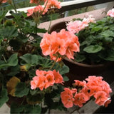 4 Salmon Geranium Plants Live, 5 to 6 Inches Tall, Geranium Flower Plants Indoor Outdoor, Geranium Plant