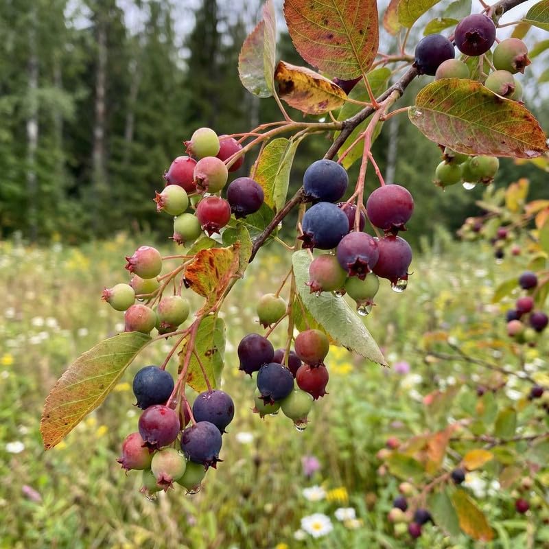 Set 2 Serviceberry Trees Live Plants, 2 Years-Old Live Berry Tree Shrub for Garden Planting, 14-16'' Tall, Hardy Outdoor Plant