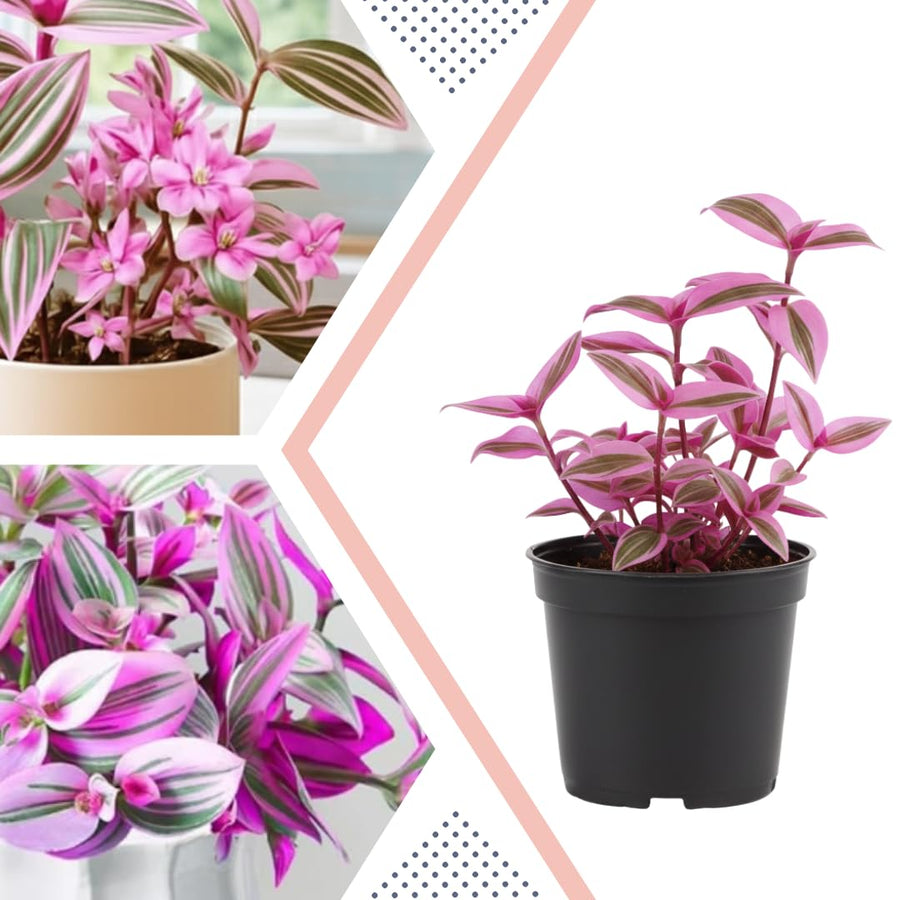 Pink Wandering Jew Live Plant, Tradescantia Nanouk Live Houseplant, Rare Nanouk Pink Wandering Jew Live Plants Indoor (2 Inch Pot)