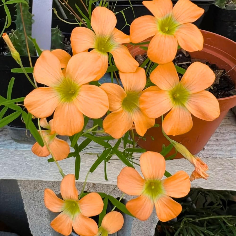 Oxalis Plant Live, Shamrock Spring Flower, 4 Inc Pot, Ornamental Oxalis Plant Live for Indoor Outdoor Garden, 4-8'' Tall (Orange)