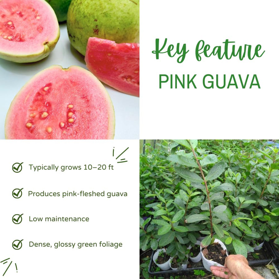 Pink Guava Tree Live Plant, Guava Plant Live, 8 to 10 Inches Tall, Sweet Tropical Fruit Tree for Indoor Outdoor Growing