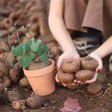 Already Sprouts Stephania Cephalantha Plant Bulb, Various Size Caudex, Rare Succulent with No Hair Roots, Home Decor, Houseplant, Cold Hardy (Large 3-3.5" Caudex)