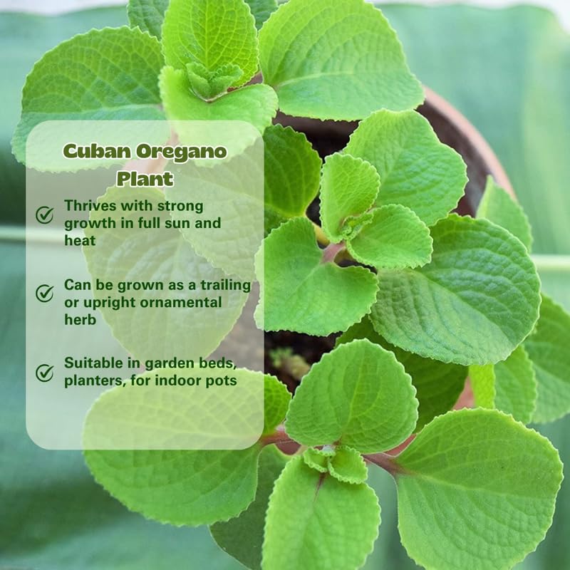 Set 4 Cuban Oregano Live Plant, Oregano Plants, Spanish Thyme Vegetable Plants Live, 3-5 Inch for Plating