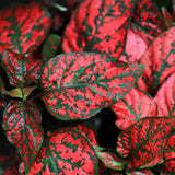 Set 3 Red Polka Dot Plants, Polka Dot Houseplant, Indoor Outdoor Planting 4 Inch Tall