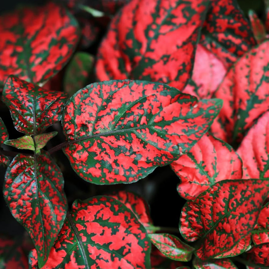 Set 3 Red Polka Dot Plants, Polka Dot Houseplant, Indoor Outdoor Planting 4 Inch Tall